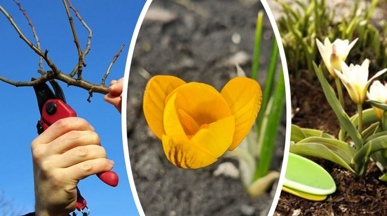 Місячний календар садівника та городника на березень 2026 року