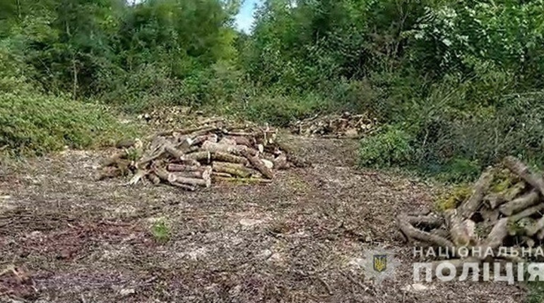 Незаконно вирубав 285 дерев: поліція Білопільщини скерувала обвинувальний акт до суду