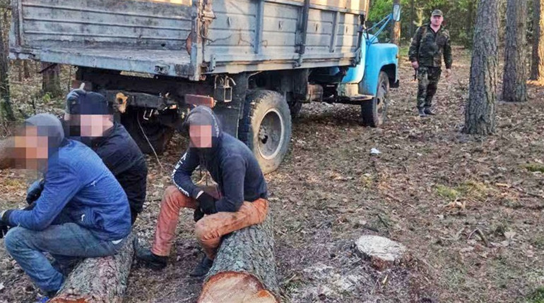 У Вараському районі поліцейські впіймали крадіїв лісу