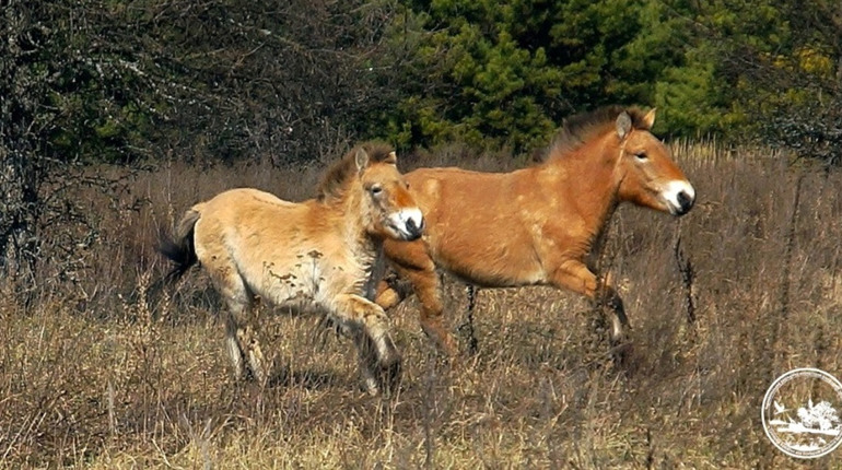Міфи про Чорнобиль: що ми знаємо і що насправді відбувається в зоні