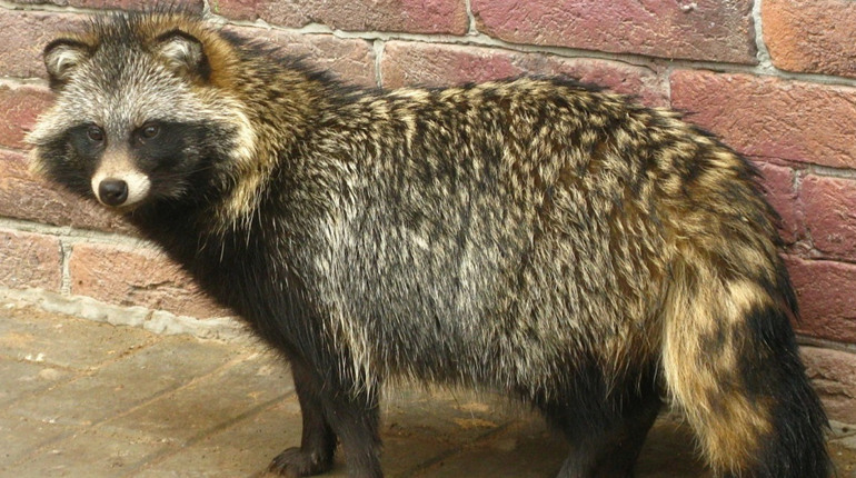 У Верхосулці зафіксовано випадок сказу єнотоподібного собаки