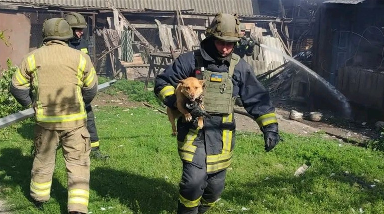 У Петропавлівці рятувальники допомогли песику