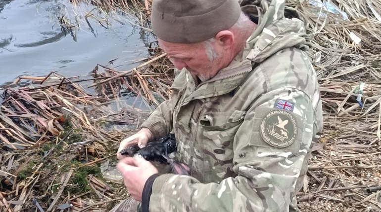 На Дністрі врятували рідкісного птаха, що заплутався у рибальських снастях