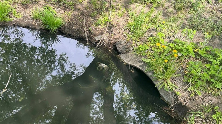 У Звягелі зафіксували забруднення води в озері: екоінспекція