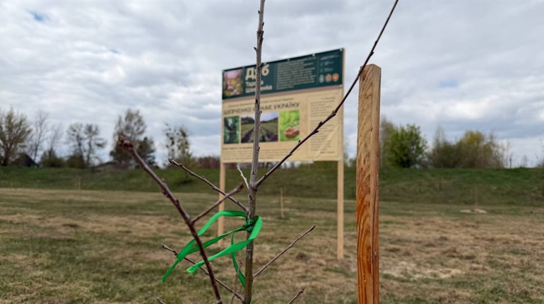 27 «Шевченкових» дубів: у Сарнах створили Алею пам’яті та незламності