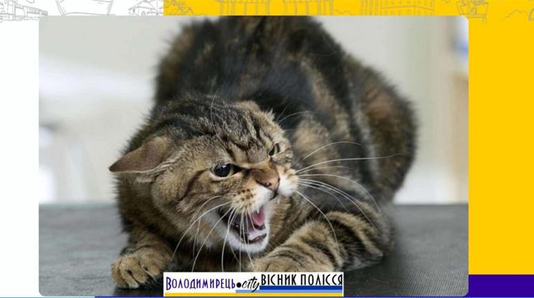 В одному з сіл Антонівської громади через укус скаженого кота захворіла людина