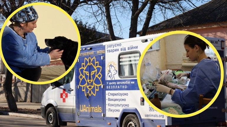 За чотири дні стерилізували 264 тварини. Репортаж, як у Глухові працювала команда UAnimals