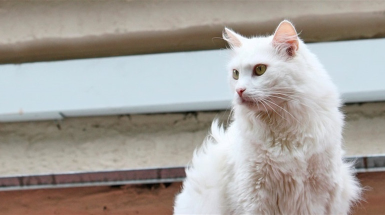 Погода на лівобережжі Херсонщини з 7 по 9 лютого: прогноз Українського гідрометеоцентру