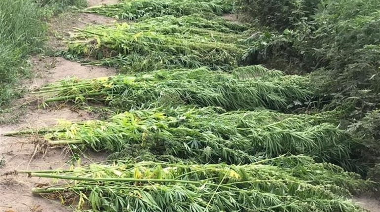 На Фастівщині виявили поле, засіяне кущами конопель