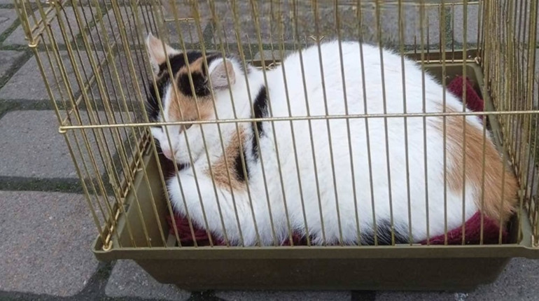 Штраф за тримання кота у клітці для гризунів: дрогобицький суд прийняв рішення