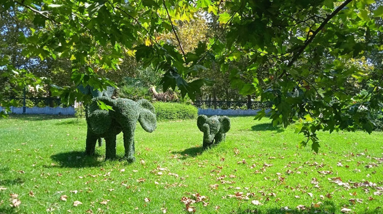 Право плакати