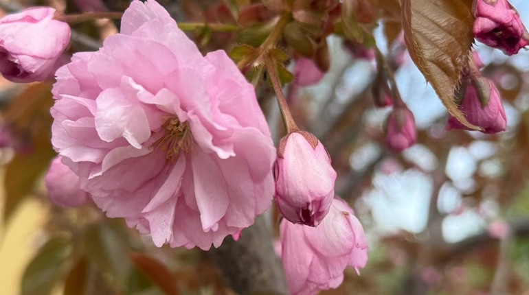 Коли цвіт триває мить, а історія — на роки: як сакури стали частинкою Первомайська