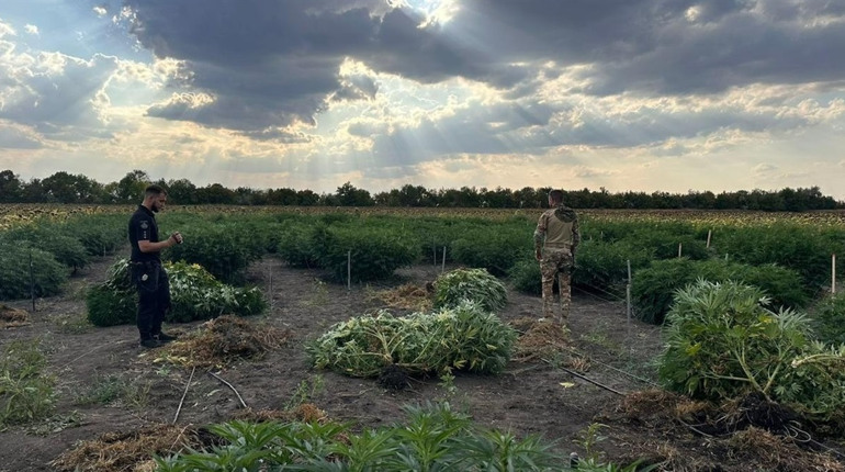 На Херсонщині виявили три ділянки з посівами конопель — на понад 40 мільйонів гривень
