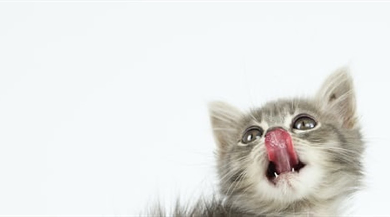 Покупаем Royal Canin для котят в зоомагазине