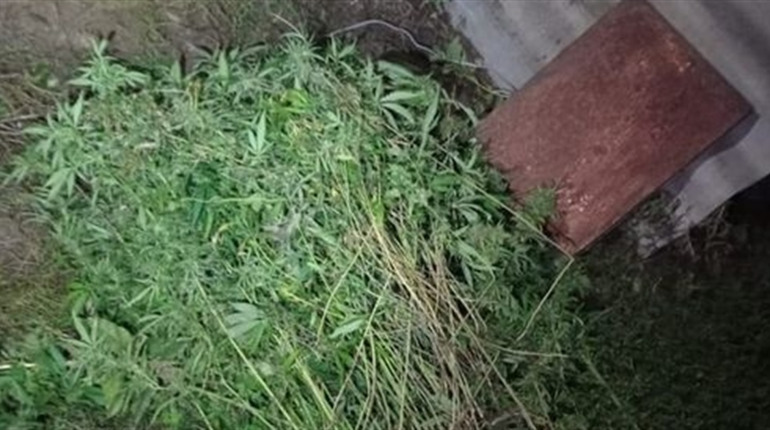 На Славутчині поліцейські викрили чергового наркоаграрія