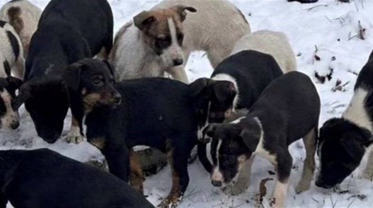 Безпритульні тварини у Жовтих Водах: відповідальність людей і потреба у стерилізації