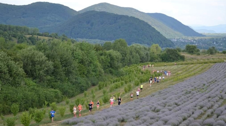 На Закарпатті відбудеться забіг «Lavanda Run 2023». Як взяти участь