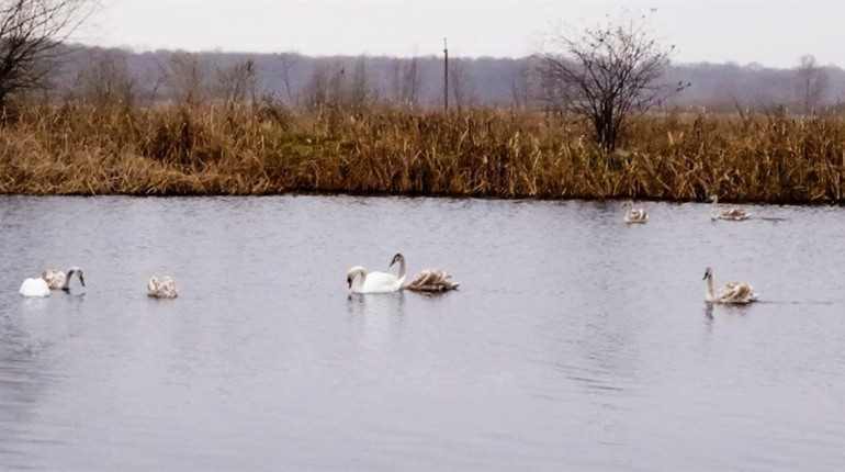 На біоставках Ніжинського водоканалу живе велика сім’я благородних лебедів
