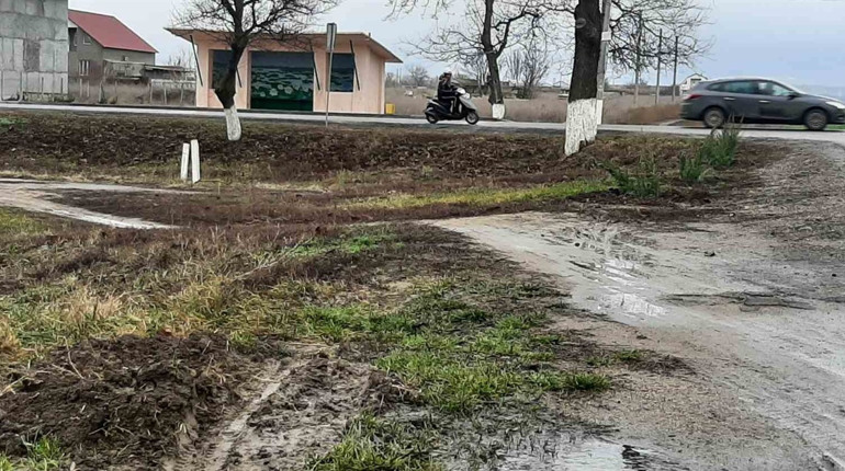 Мінус три: у Біляївці у селищі викрали нещодавно висаджені кущі ялівця