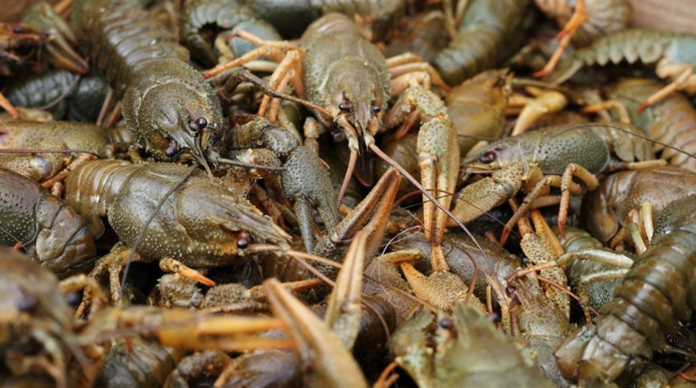 У Шосткинській громаді з 1 грудня вводять заборону на вилов раків