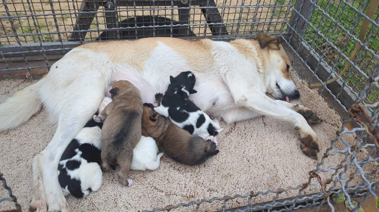 На вулицях Південноукраїнська стало менше бродячих собак