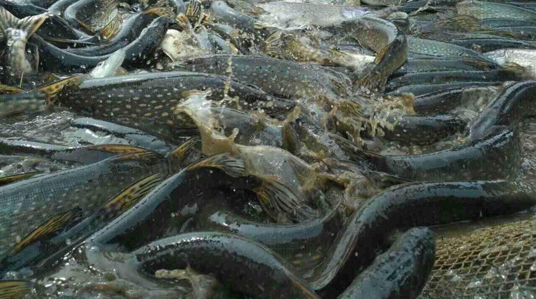 Товстолоб, щука, судак, сом: як відновити фауну Дніпра