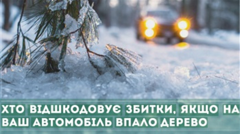 Упало дерево на авто: порядок відшкодування збитків завданих ТЗ