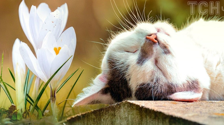 На вихідних на Сумщині - переважно без опадів, а з понеділка задощить: прогноз погоди