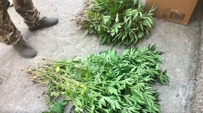 У передмісті Херсона правоохоронці виявили майже дві сотні конопель на присадибній ділянці