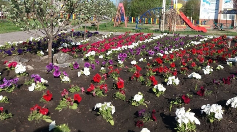 Цифра дня: скільки квітів висадили на квітниках Сватового навесні 2020 і скільки з них вже вкрали
