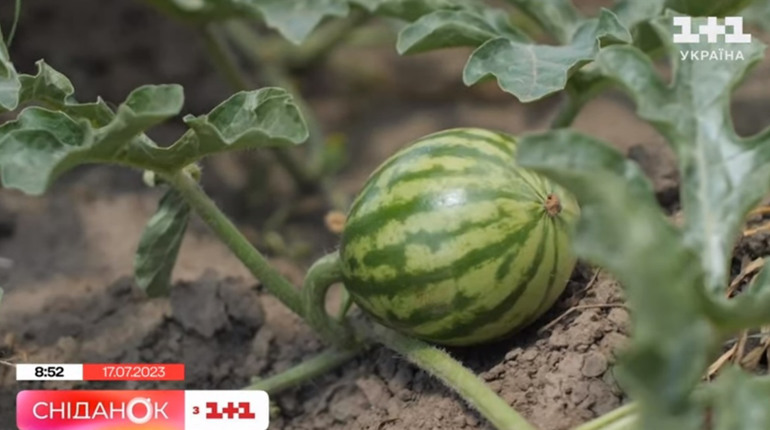 Фермер з Херсонщини вирощує на Київщині херсонські кавуни (ВІДЕО)