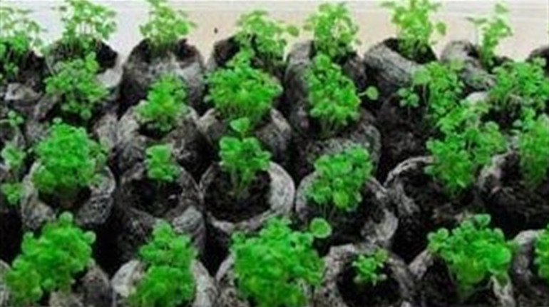 Особенности использования верхового торфа для выращивания рассады	