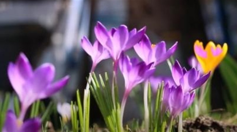 Яка погода чекатиме смілян з 13 по 19 березня?