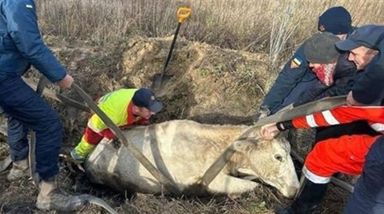 Надзвичайна ситуація на пасовиську. Як рятувальники допомогли корові