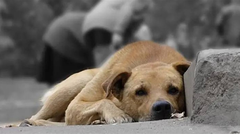 У Глухові вкотре зафіксували випадки отруєння та жорстокого поводження з тваринами. Що відбувається?