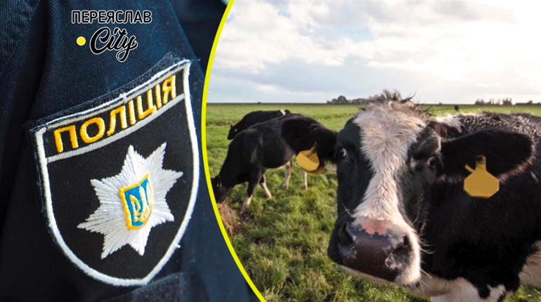 Із ферми в Ташані втекли корови і витоптали урожай жительки села: хроніка поліції