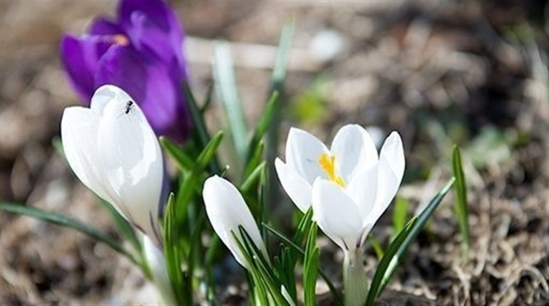 Погода у Старокостянтинові на 16-22 березня: прохолодно, сухо та коли чекати справжнє потепління