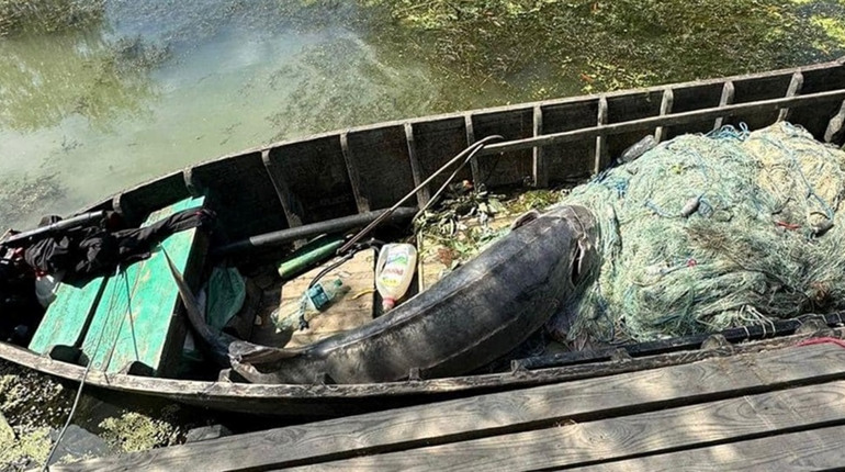На Одещині браконьєри вбили 110-кілограмову рибу з ікрою: вона занесена до Червоної книги