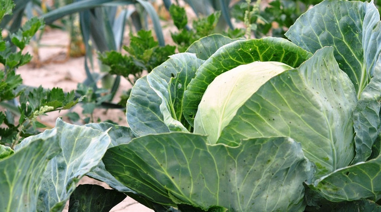 Ще троє барчан отримали фінансову допомогу в межах проєкту «Урожайний шлях»