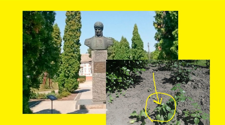 Мунварта просить встановити особи на фото, які цинічно вирвали квіти у сквері Лисянського