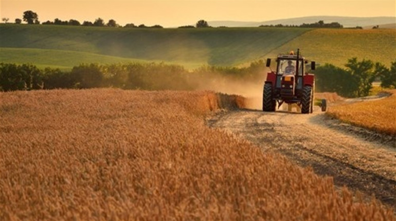 Верховна Рада України дозволила продаж сільськогосподарських земель: закон прийняли цієї ночі