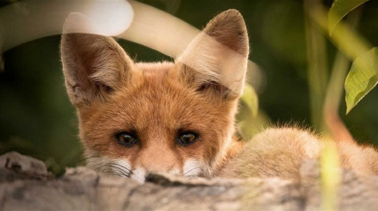 На Полтавщині розкладатимуть вакцину від сказу для диких тварин: що важливо знати