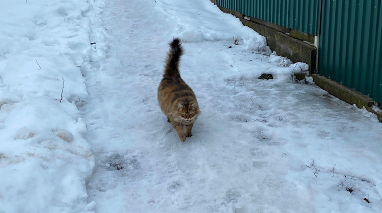 Коти Бару: фотодобірка від двору до двору