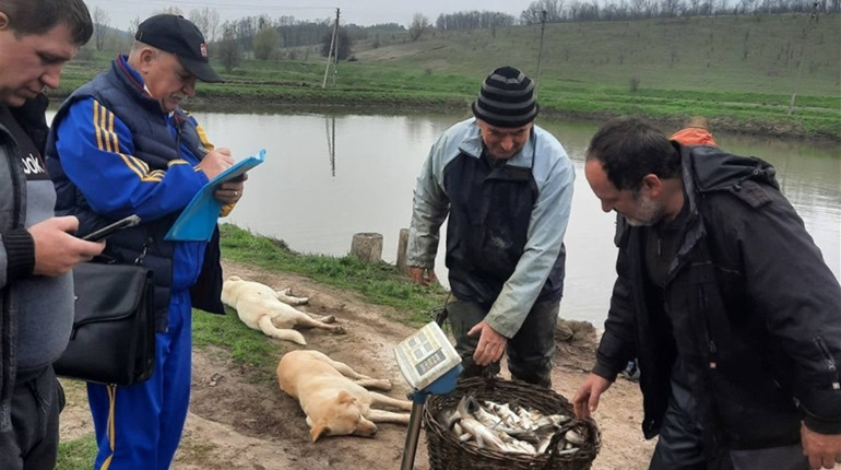 У Фастівське водосховище запустили 7400 кілограмів товстолоба, коропа та білого амура