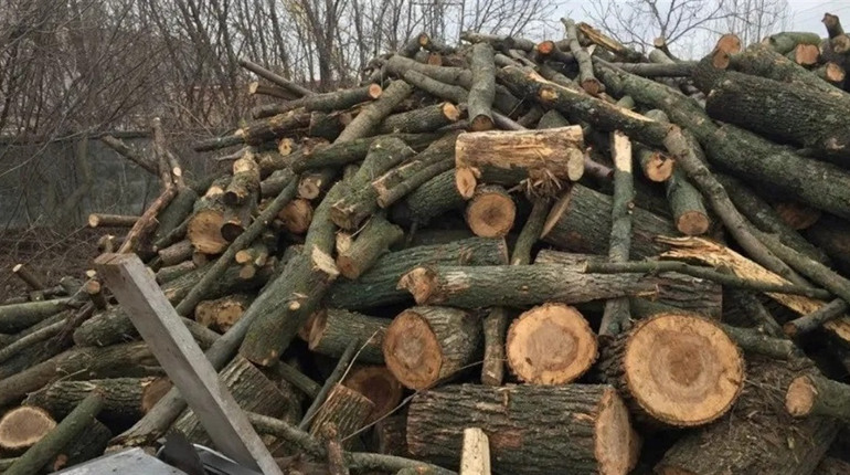 Пів мільйона на дровах: затримали «чорних лісорубів», які нищили дуби біля Вигоди