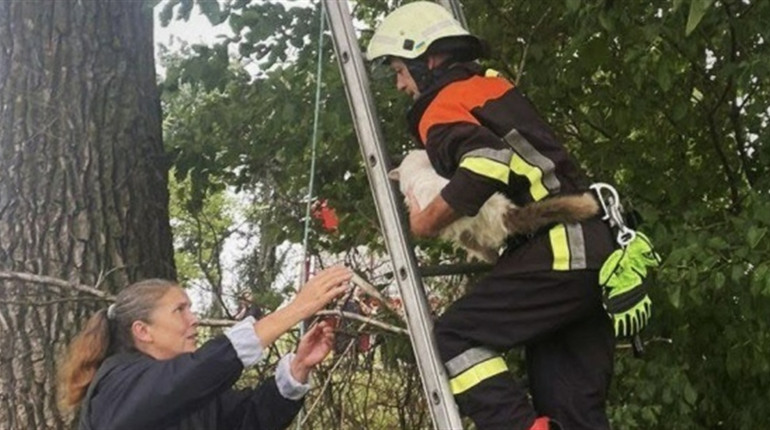 У Золотоніському районі рятувальники двічі рятували котів, які застрягли на деревах