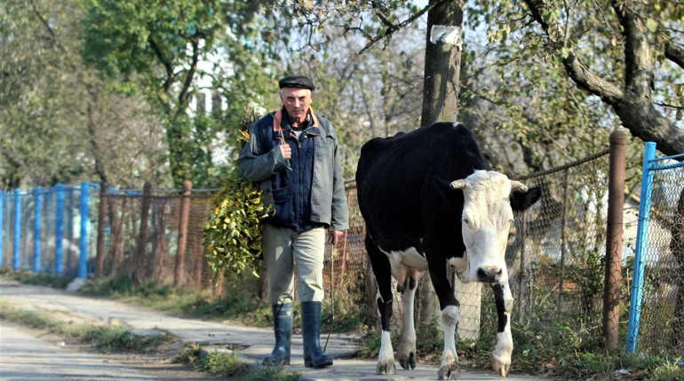 Не нашкодь: за що у Біляївській громаді будуть штрафувати власників корів