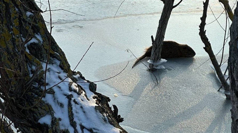 Холодна пастка: десятки нутрій загинули на річці в Біляївці