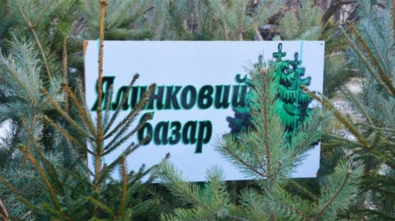 Купити ялинку в Умані безпечно: погоджено офіційні місця продажу хвойних дерев