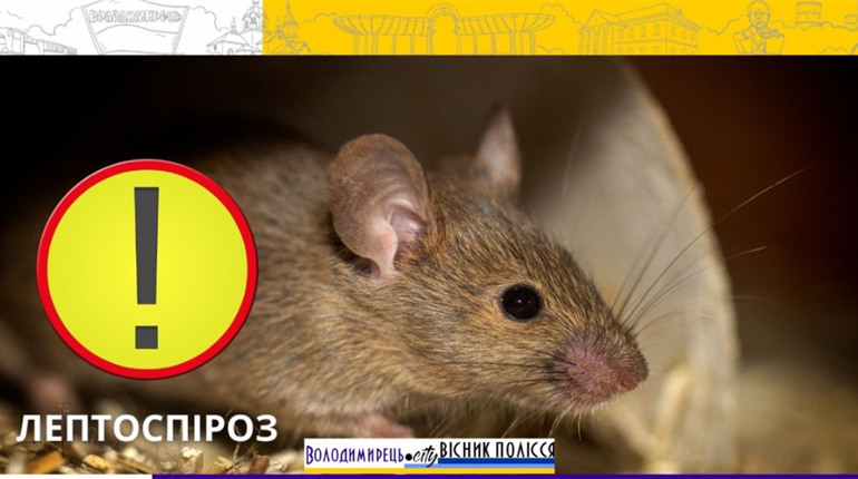 У Вараській громаді зафіксовано випадок небезпечної інфекції – лептоспірозу
